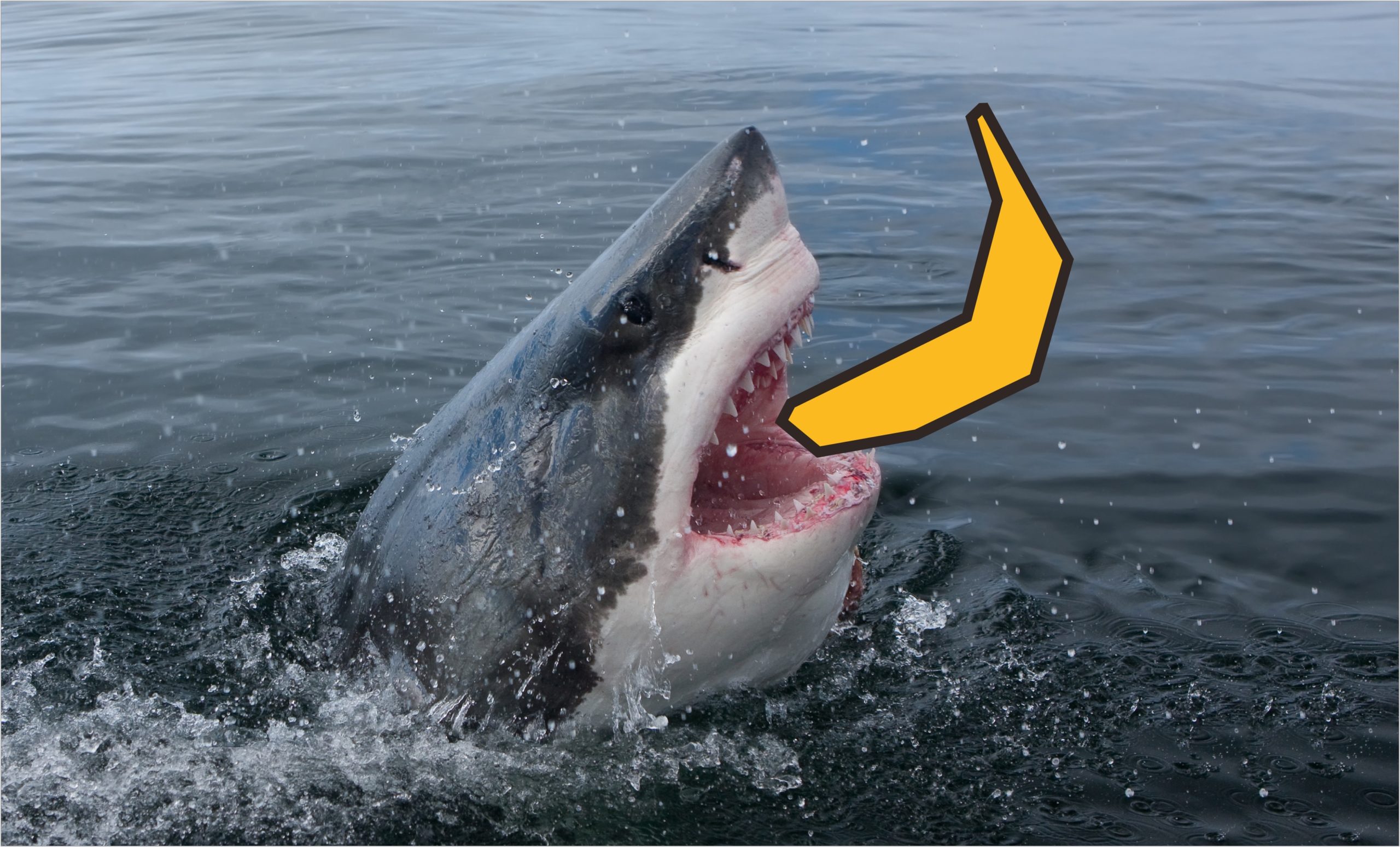 Great white shark breaching with Equifruit banana icon in playful brand overlay
