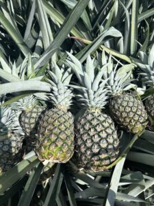 Equifruit Fairtrade pineapple plants growing in a field, with ripening fruit among spiky green leaves.
