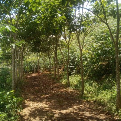 Fairtrade Premium project restoring tropical forest ecosystem through sustainable tree plantation